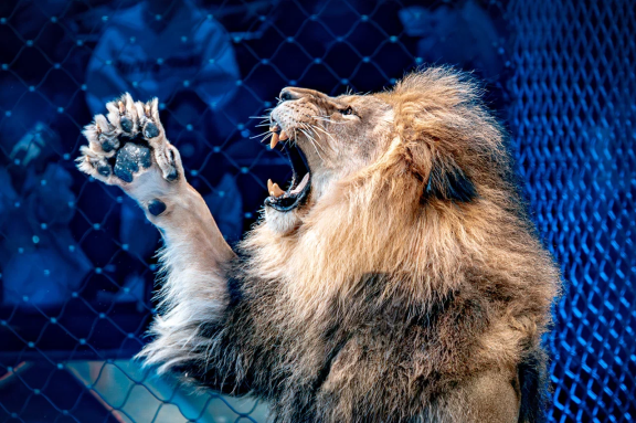 &Icy;100&rcy;&icy;&yacy;